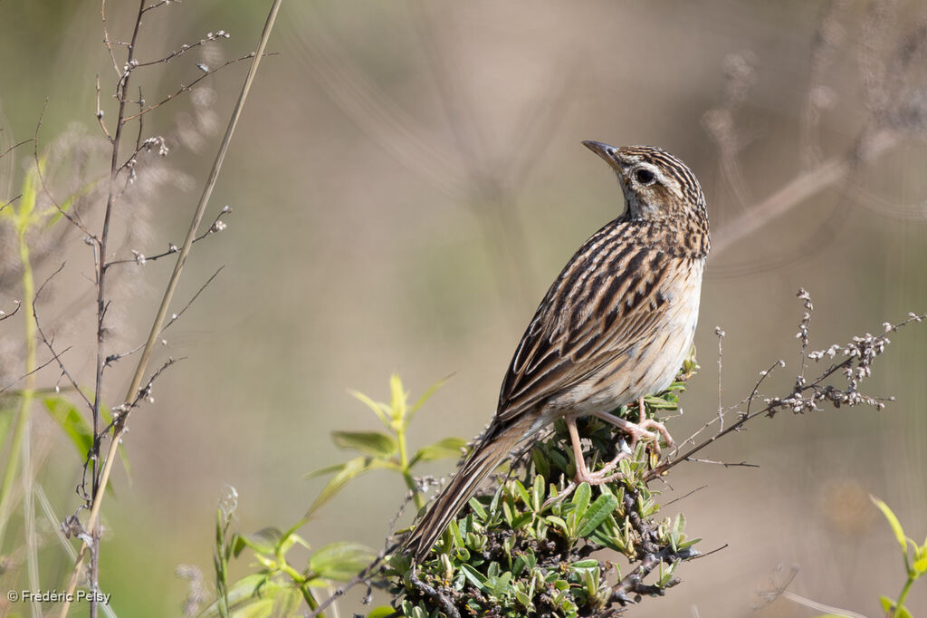 Pipit montagnard