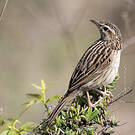 Pipit montagnard