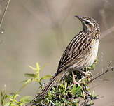 Pipit montagnard