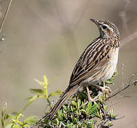Pipit montagnard