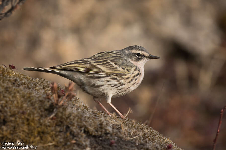 Pipit roséadulte, identification