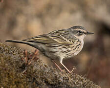 Rosy Pipit