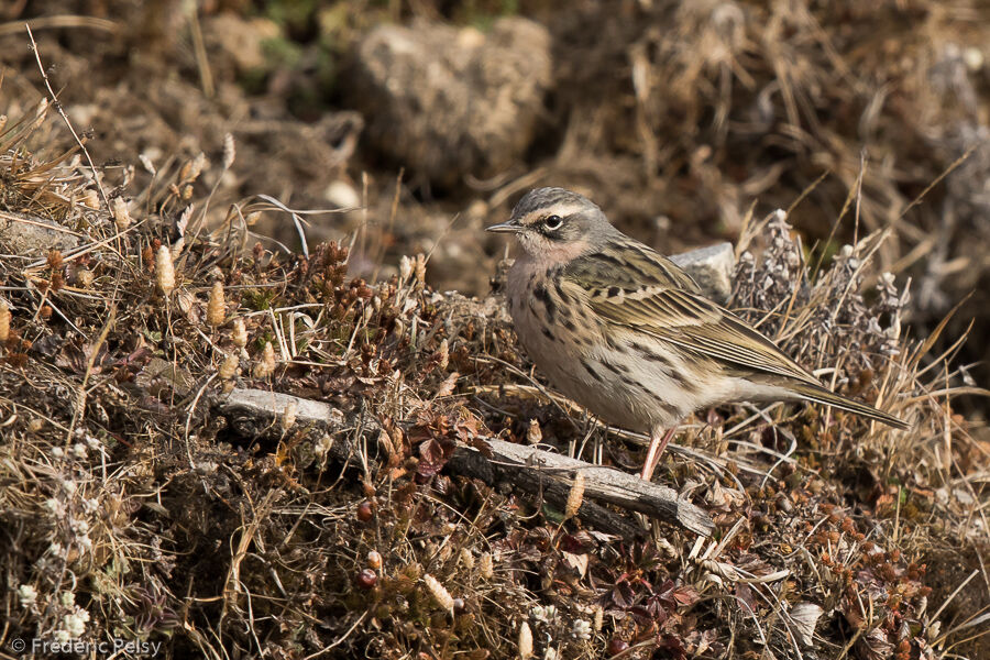 Pipit rosé