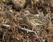 Rosy Pipit