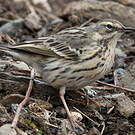 Pipit rosé