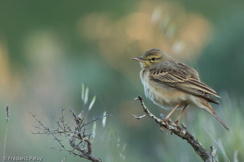 Pipit rousseline