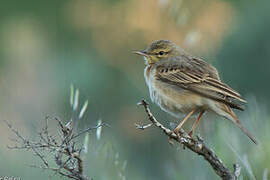 Pipit rousseline