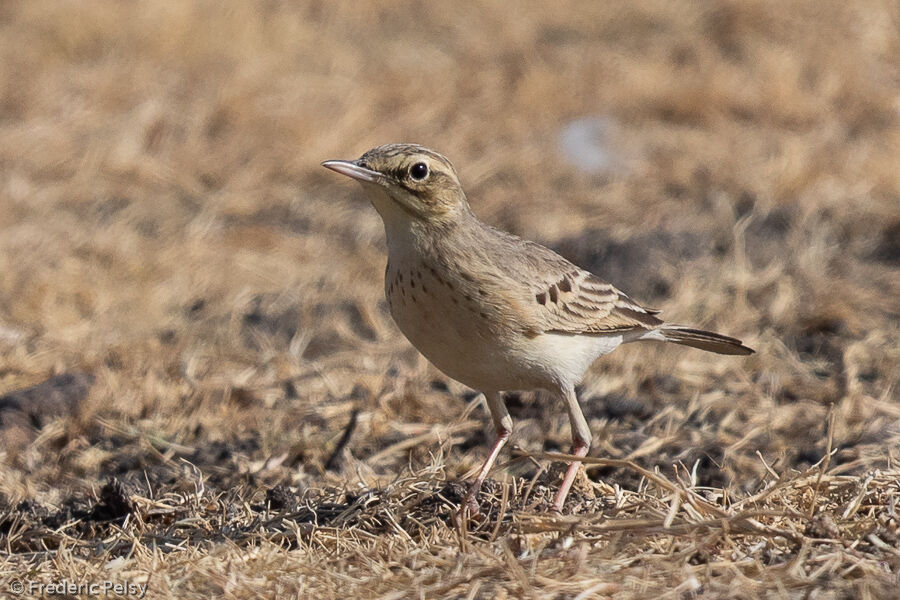 Pipit rousseline