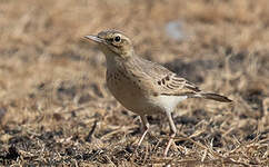 Pipit rousseline