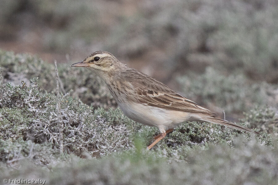 Pipit rousseline