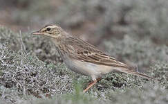 Pipit rousseline