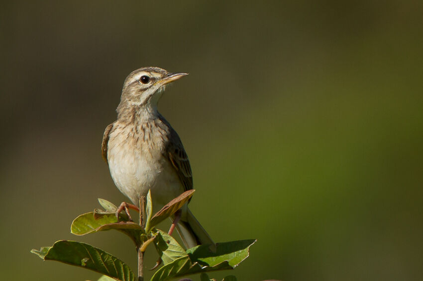 Paddyfield Pipit, identification