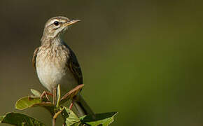 Paddyfield Pipit