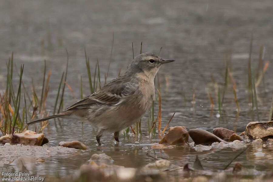 Pipit spioncelleadulte nuptial, habitat, marche, Comportement