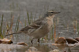 Water Pipit