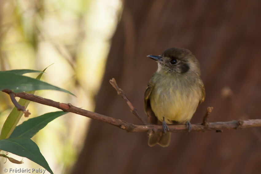 Sepia-capped Flycatcher, close-up portrait