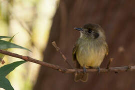 Sepia-capped Flycatcher