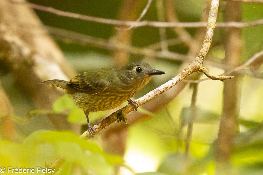 Olive-striped Flycatcher