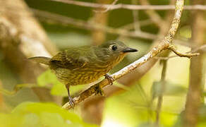 Olive-striped Flycatcher