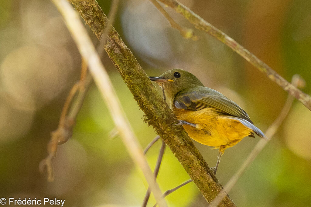 Ochre-bellied Flycatcher