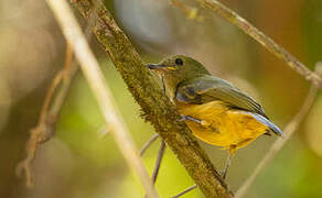 Ochre-bellied Flycatcher