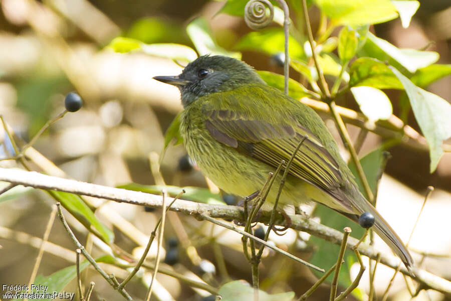 Streak-necked Flycatcheradult, identification