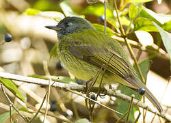 Streak-necked Flycatcher