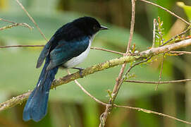 Fan-tailed Berrypecker