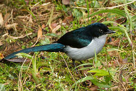 Fan-tailed Berrypecker