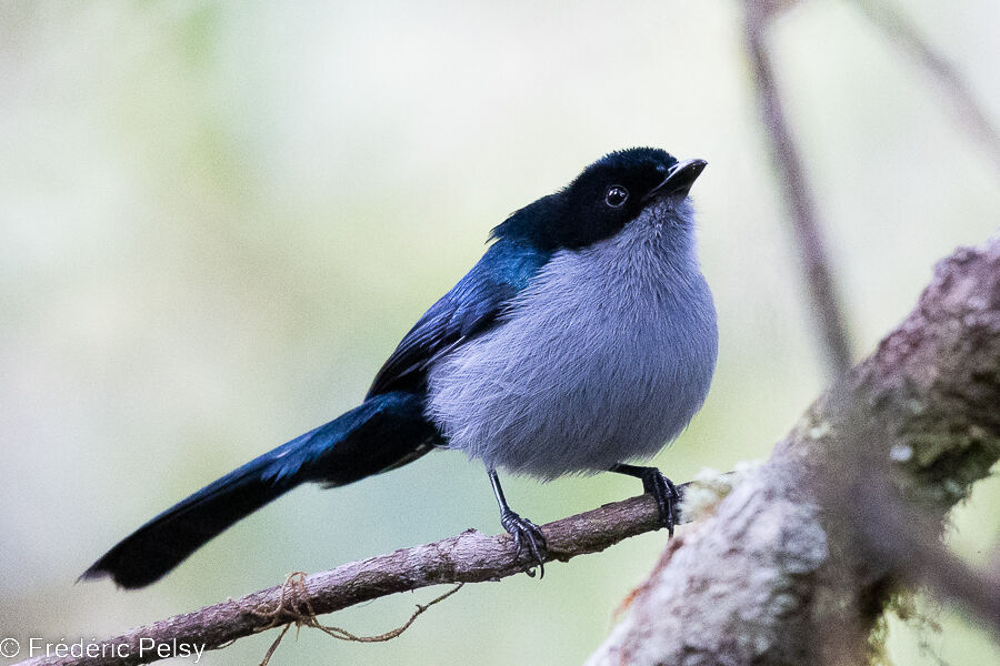 Fan-tailed Berrypecker