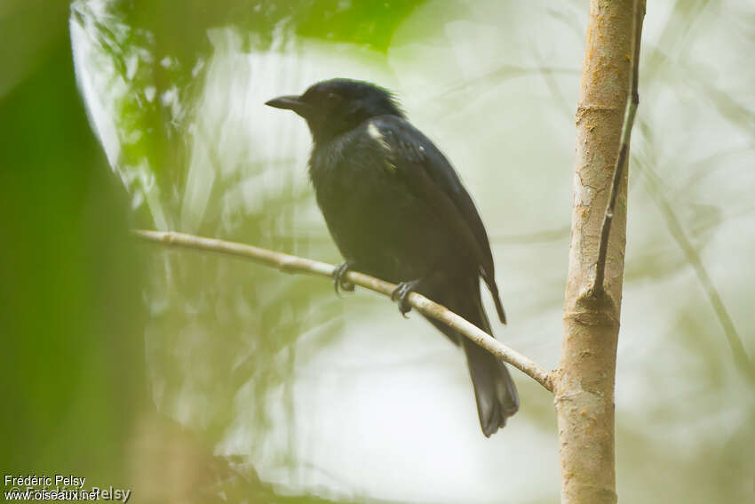 Black Berrypecker male adult