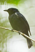 Black Berrypecker