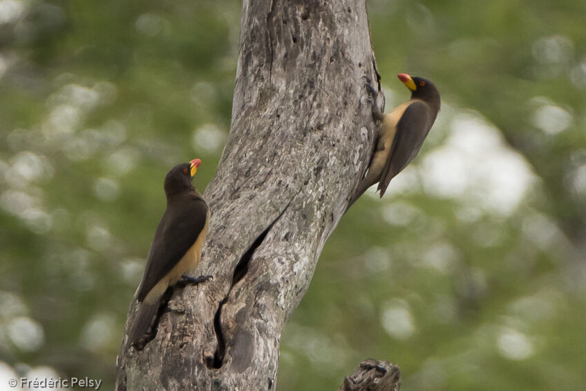 Yellow-billed Oxpeckeradult