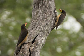 Yellow-billed Oxpecker