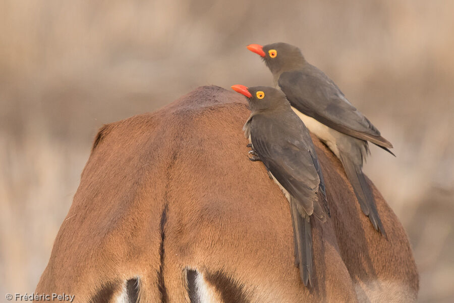 Red-billed Oxpeckeradult