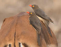 Red-billed Oxpecker