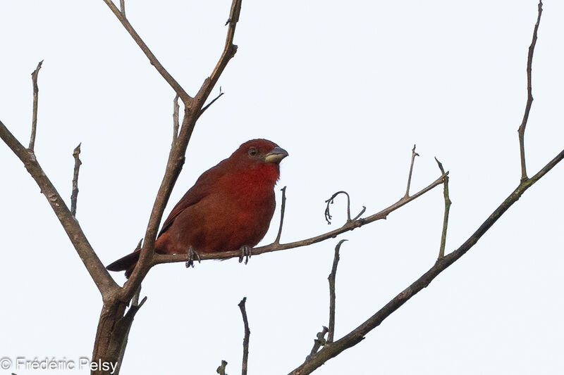 Hepatic Tanager male