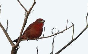 Hepatic Tanager