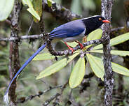 Pirolle à bec rouge
