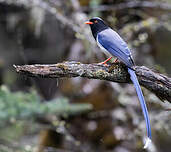 Pirolle à bec rouge