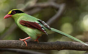 Common Green Magpie