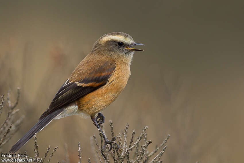 Brown-backed Chat-Tyrantadult, identification