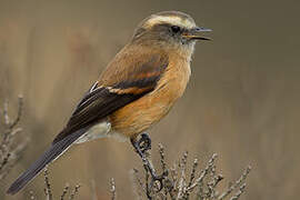 Brown-backed Chat-Tyrant