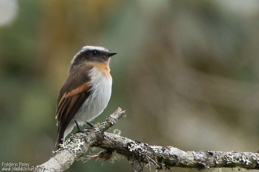 Pitajo à poitrine rousseadulte, identification