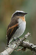 Rufous-breasted Chat-Tyrant