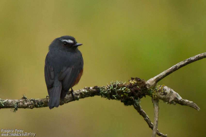 Slaty-backed Chat-Tyrantadult, pigmentation