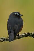 Slaty-backed Chat-Tyrant