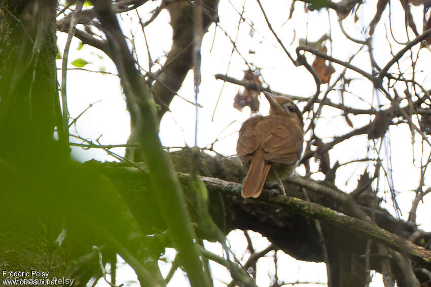 White-bellied Pitohui