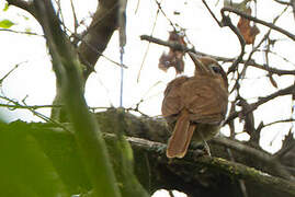 White-bellied Pitohui