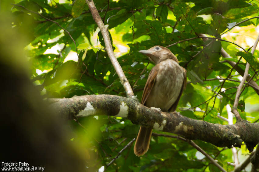 Pitohui à ventre clair